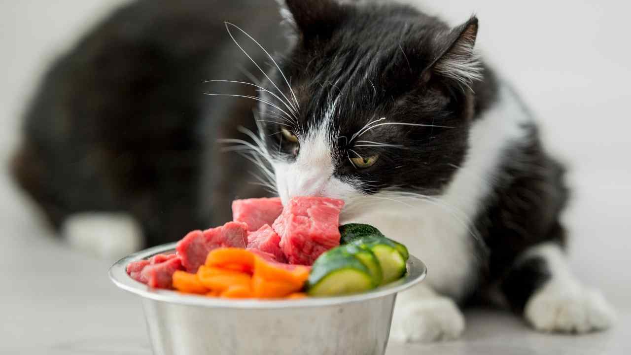 homemade cat food recipes