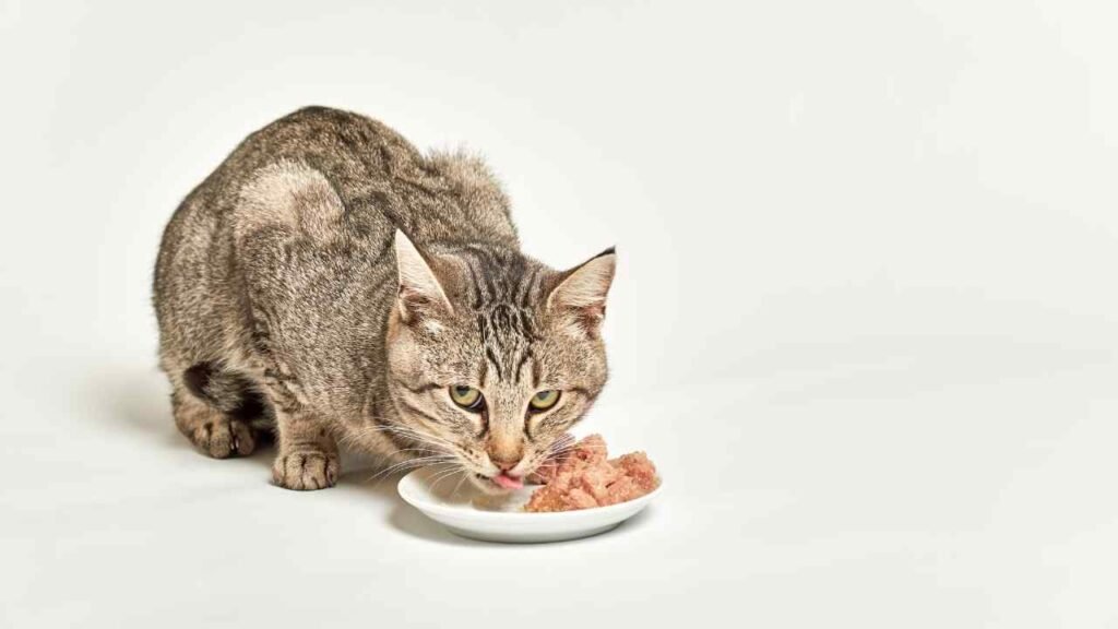 homemade cat food recipes