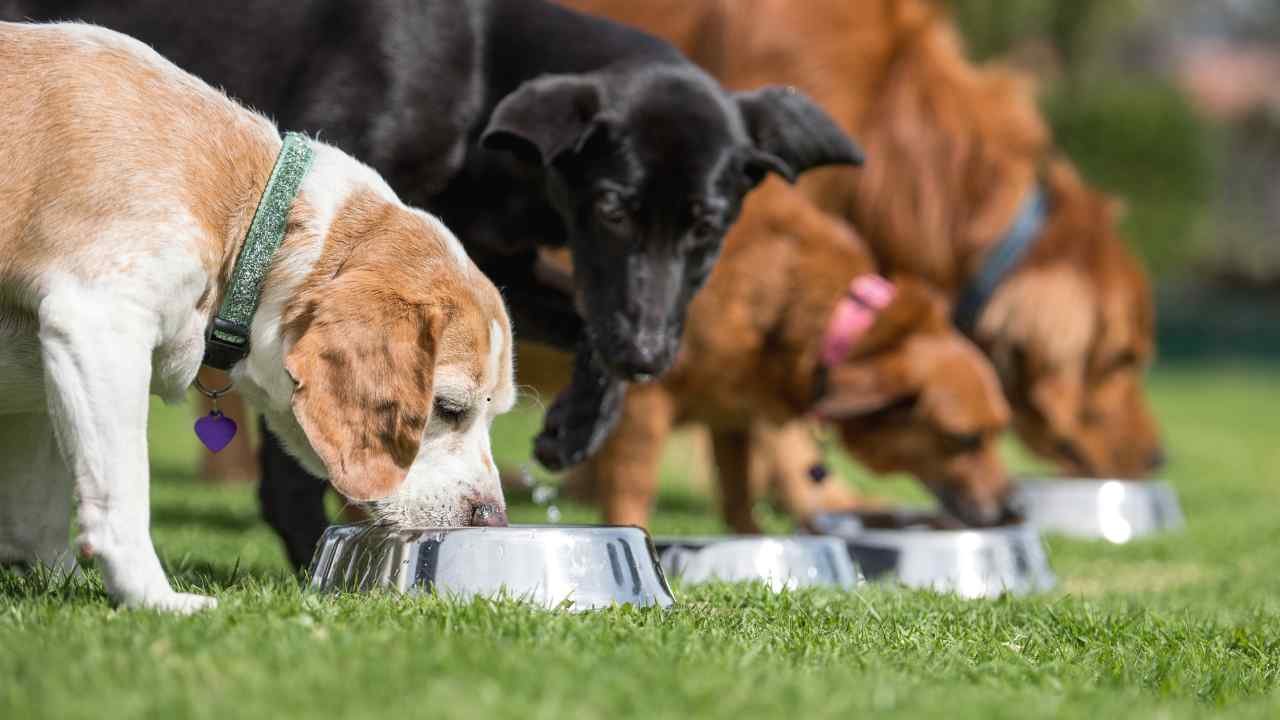 homemade dog food recipe